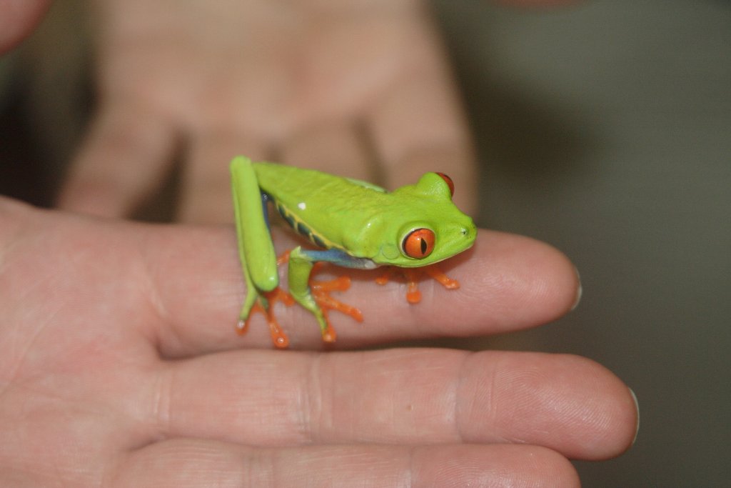 05-Small frog.jpg - Small frog